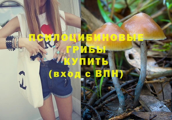 прущие грибы Армянск